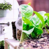 Jak a kdy zasít (závod) špenát. Výsadba špenátových semen v otevřené zemi